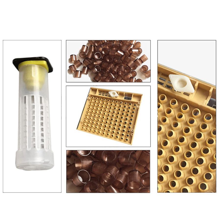 Queen bee breeding system cultivation box