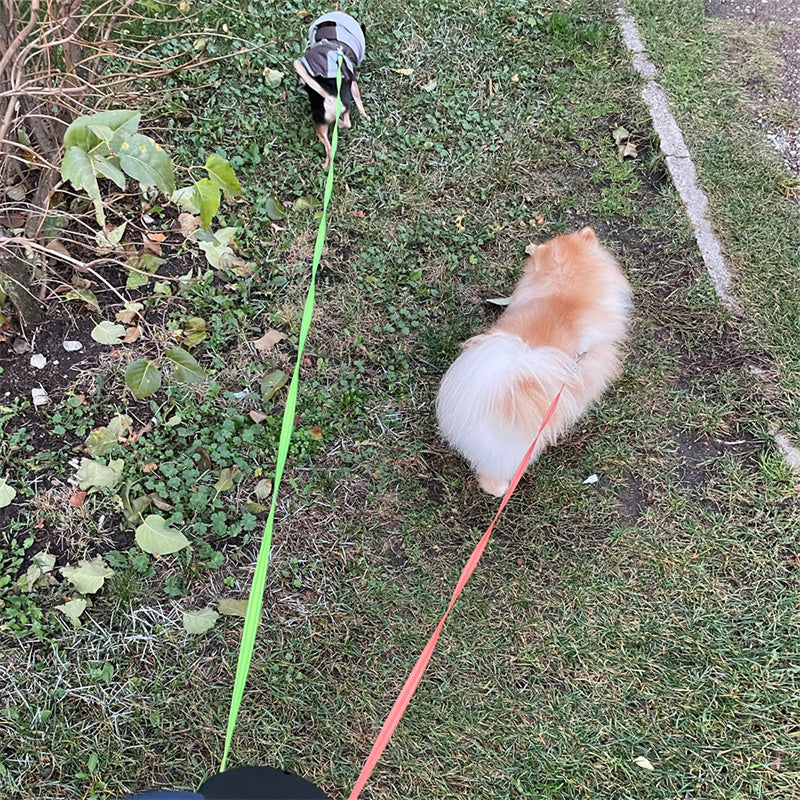 Retractable Dog Leash For Small Dogs Reflective Dual Pet Leash Lead 360 Swivel No Double Dog Walking Leash With Lights Pet Products - happyshop365247