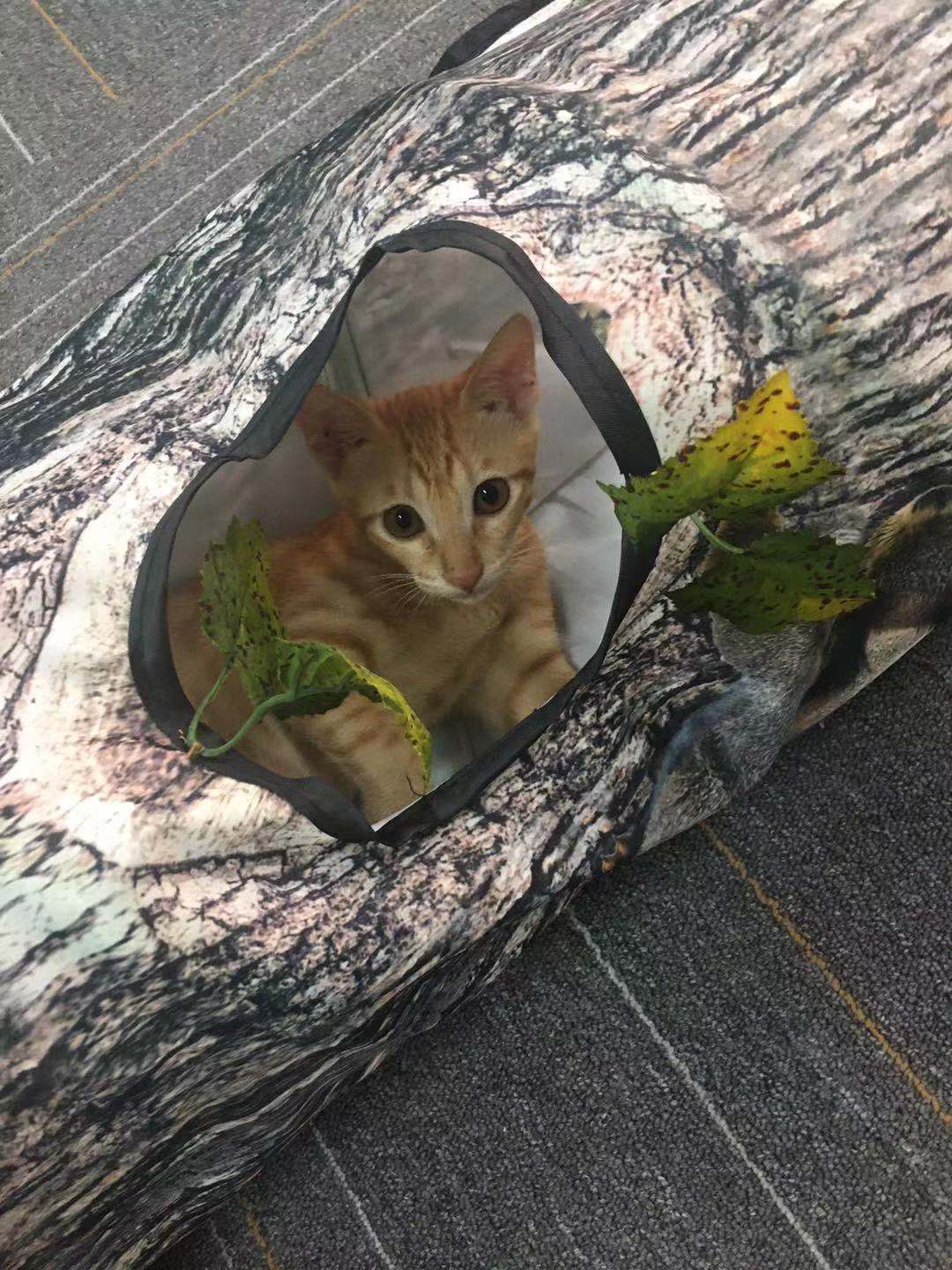 Tree Pattern Tunnel Pet Zhiyi Cat Toy Pets Supplies Dog Toys - happyshop365247